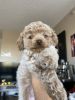 A cute puppy toy poodle