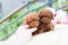 Red Toy Poodle Puppies for adoption.