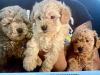 Toy poodle (Red)