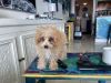 4 months old female toy poodle