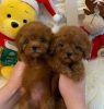 Trained Toy Poodle puppies