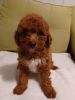 Red toy poodle p3