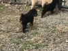 AKC Toy poodle Puppies