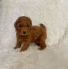 Adorable Red Toy Poodle Puppies