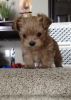 I have a8 week old teacup toy poodle last one available she is very a