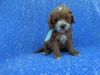 Red Toy Poodle Puppies