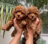 Charming toy poodle puppies