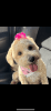 Peaches (toy poodle)