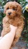 Female Toy poodle Cherry
