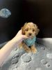 Toy poodle for adoption