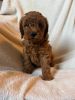 Red apricot toy poodle puppies