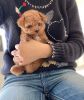 Adorable Toy Poodle Seeking new homes