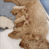 Adorable Toy Poodle cross male puppy for you!