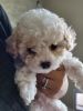 Cute toy poodle