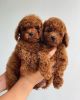 Toy Poodle Puppies Available Now