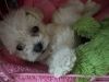 male toy poodle / maltipoo puppy