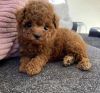 Toy Apricot Poodle Puppies For Sale