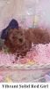 Red toy poodle pup will be about 7 lbs Female SCAM FREE face to face