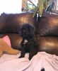 Toy poodle puppies long island ny