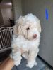 Adorable toy poodle