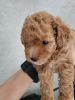 Apricot female toy poodle