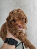 Apricot male toy poodle