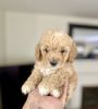 Miniature Toy Poodle