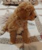 AKC Toy Poodle 'Boots'