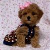 Blessed Toy Poodle Puppies