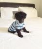 Male Toy Poodle for Sale