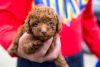 Akc Toy Poodle Puppies For Sale -8 Weeks Old
