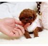 Perfect Toy Poodle Puppies