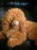 Stunning Reg Toy Poodle Puppies