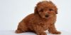 Toy Poodle Puppies For Sale $500