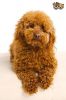 Red Toy Poodle puppy