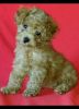 Toy Poodle Super Small