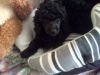 Black Toy Poodle Boy Puppy K/c Reg Pra Clear
