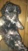 Beautiful female toy poodle for sale