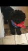 Toy poodle very smart, energetic , healthy ready to mate