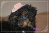 *** Toy Poodle Puppies ***