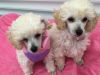 White Toy Poodle Puppies