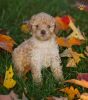 Toy Poodle Puppies Looking For New Homes