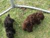 toy poodle puppies