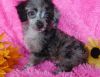 Affectionate Toy Poodle Puppies