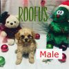 Roofus -Tiny Merle Red Male Poodle Puppy