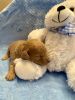 AKC Toy Poodle puppies!