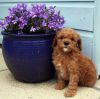 Toy Poodle Puppies ready