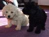 TOY POODLE PUPPIES READY AND AVAILABLE TO MEET THEIR FOREVER NEW HOME
