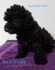Toy Poodle Puppies/Males/Registered/UTD Shots