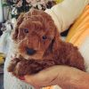 Adorable Redhead Toy Poodles